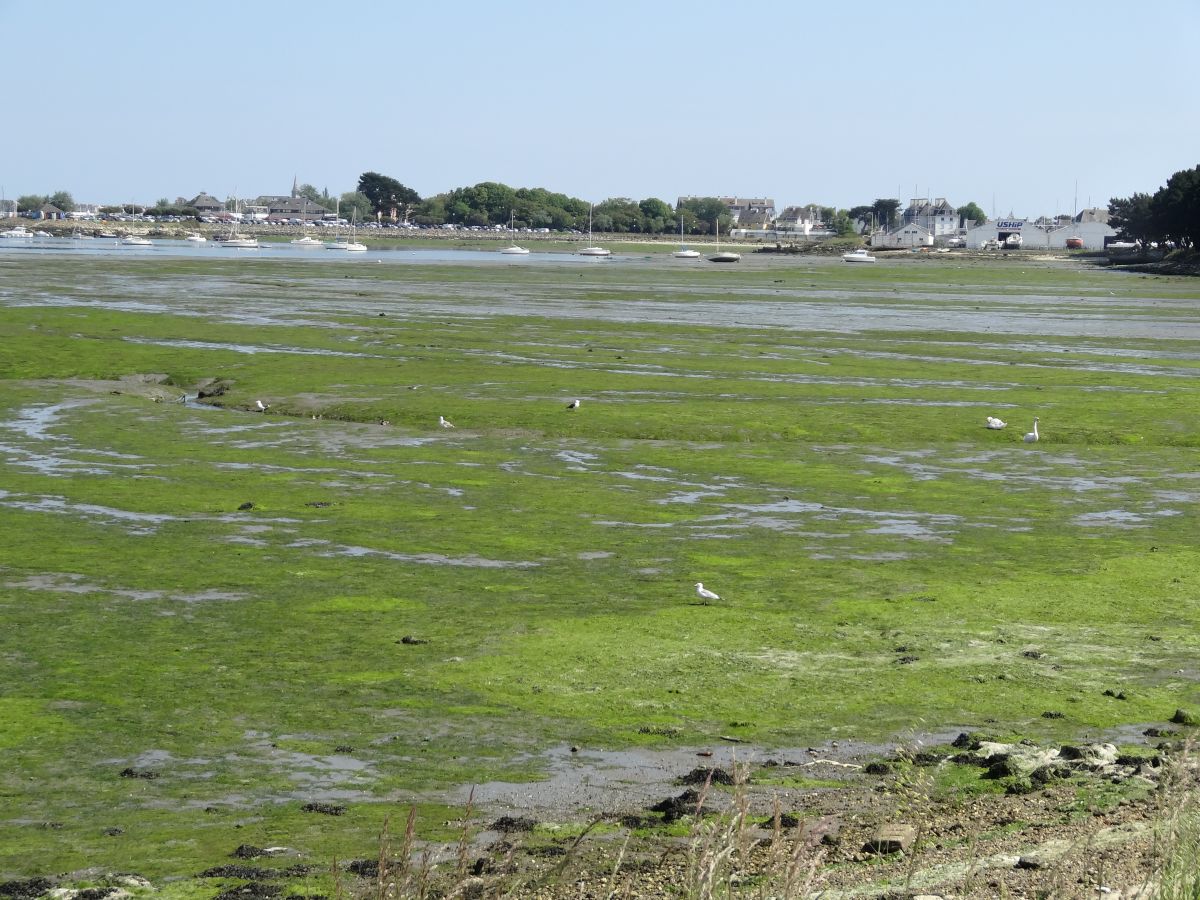 Oiseaux algues vertes rade de Lorient