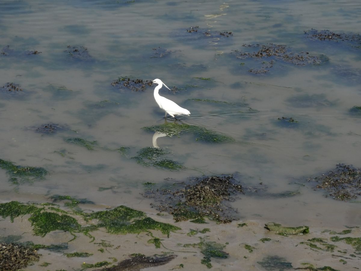 Aigrette port de Kernével