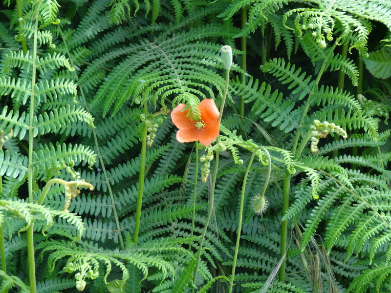 Fleur (Groix)