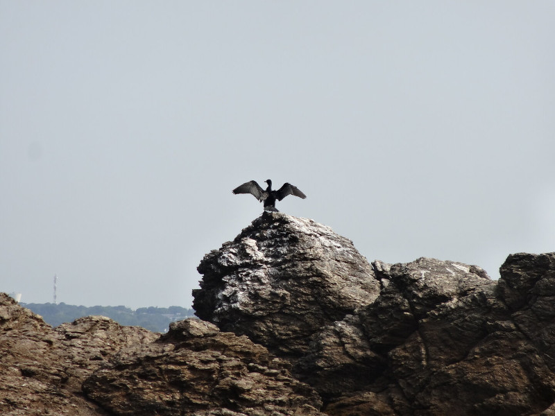 Oiseau (Groix)