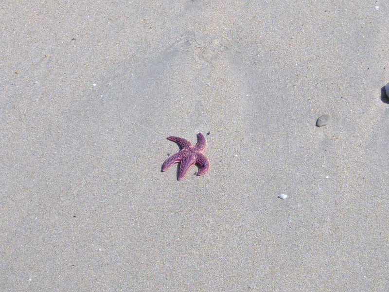Etoile de mer sur le sable