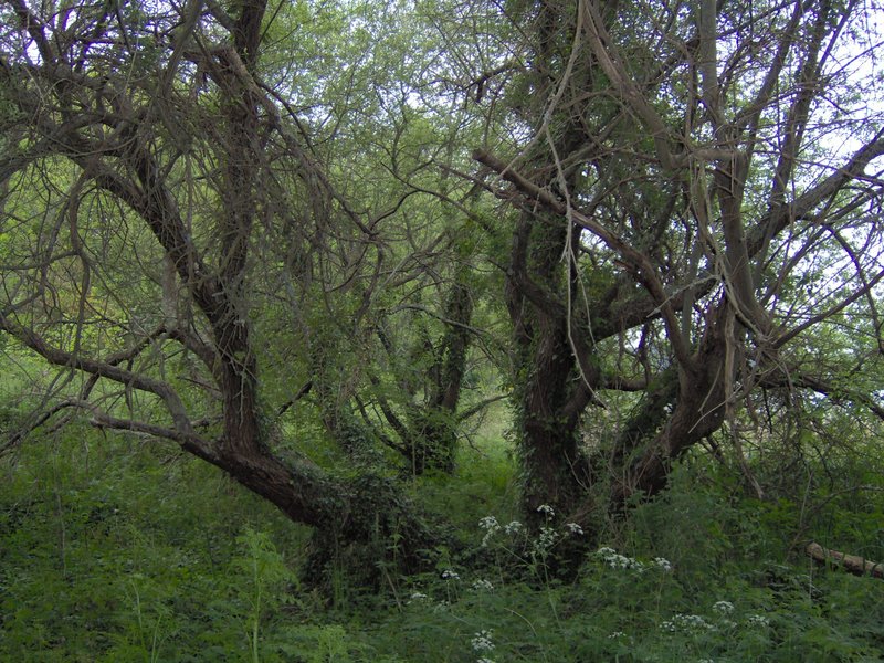 arbres étangs du Ter