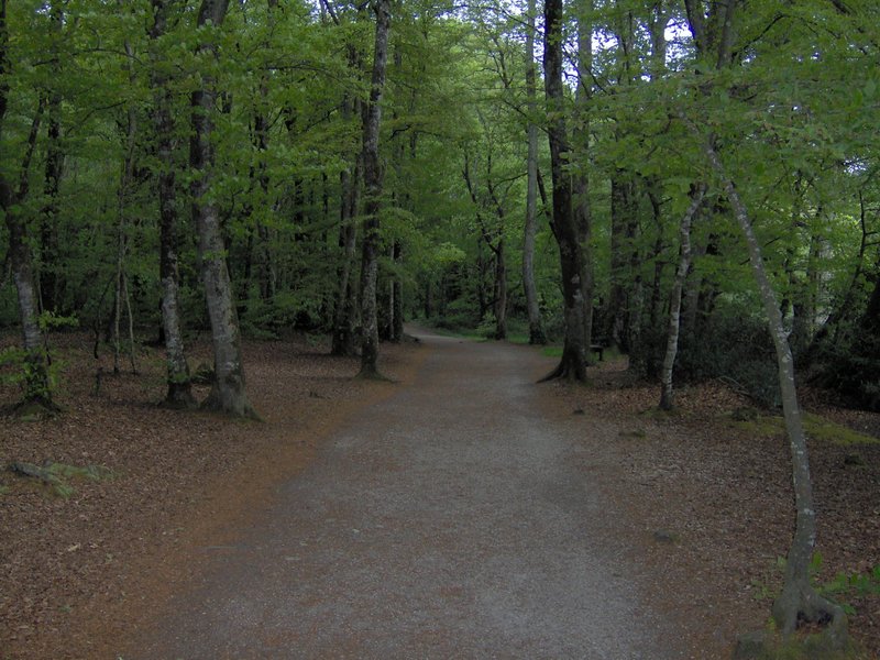 chemin étangs du Ter