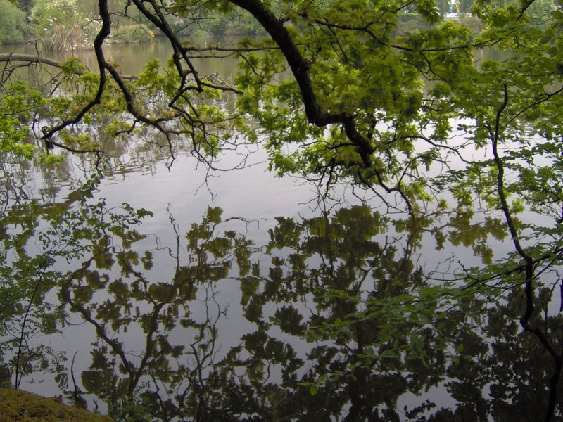 reflet branches dans l’eau étangs du Ter