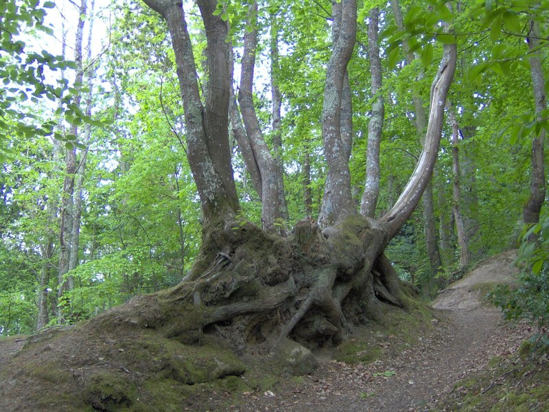 racines arbres étangs du Ter