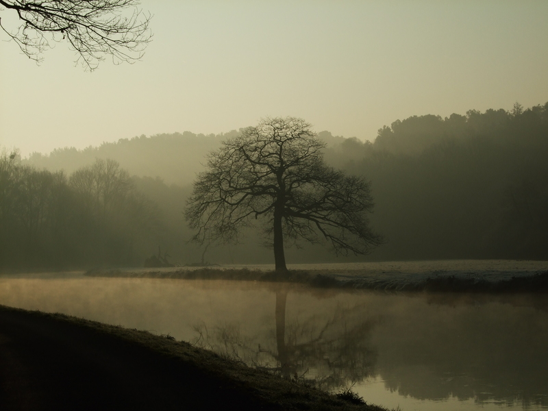 Canal de Nantes à Brest : photo d’un arbre en contre-jour