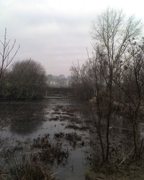 Oies plan d’eau en partie gelé Pont-Scorff hiver 2009