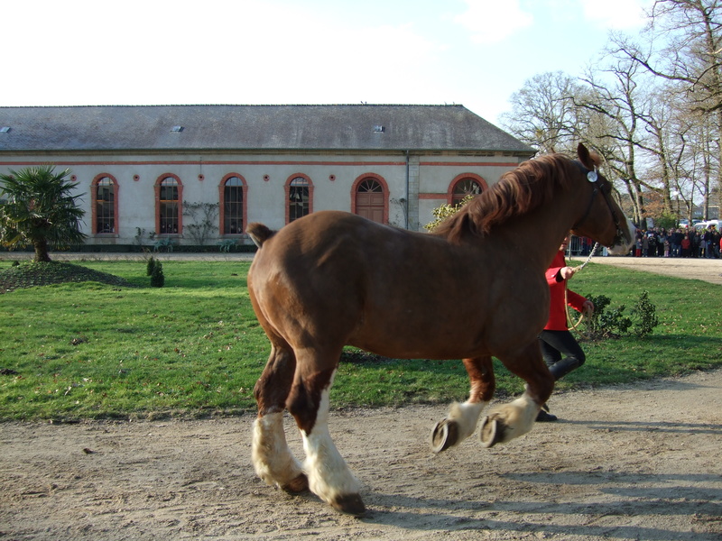 cheval breton au trot !