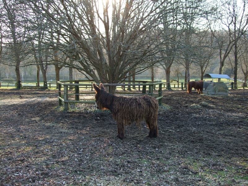 un drôle de pensionnaire du haras de Hennebont :)