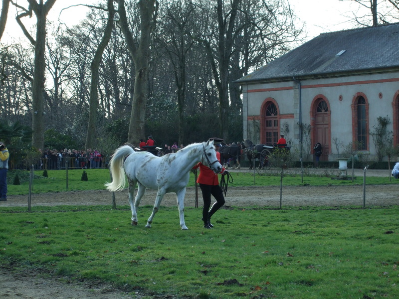 Grande parade haras Hennebont 2009