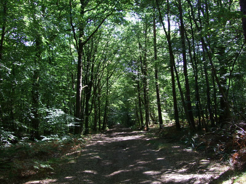 Forêt de Brocéliande près de Paimpont