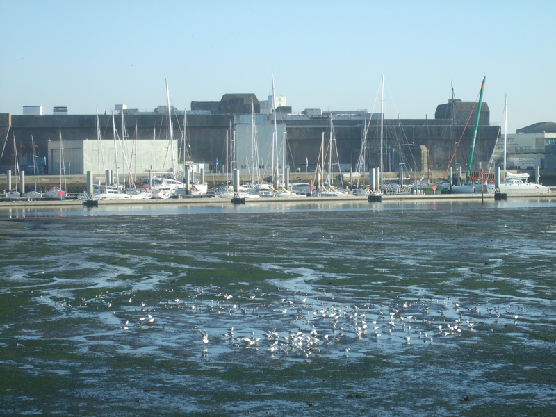 Oiseaux rade de Lorient avec en fond la base sous-marine