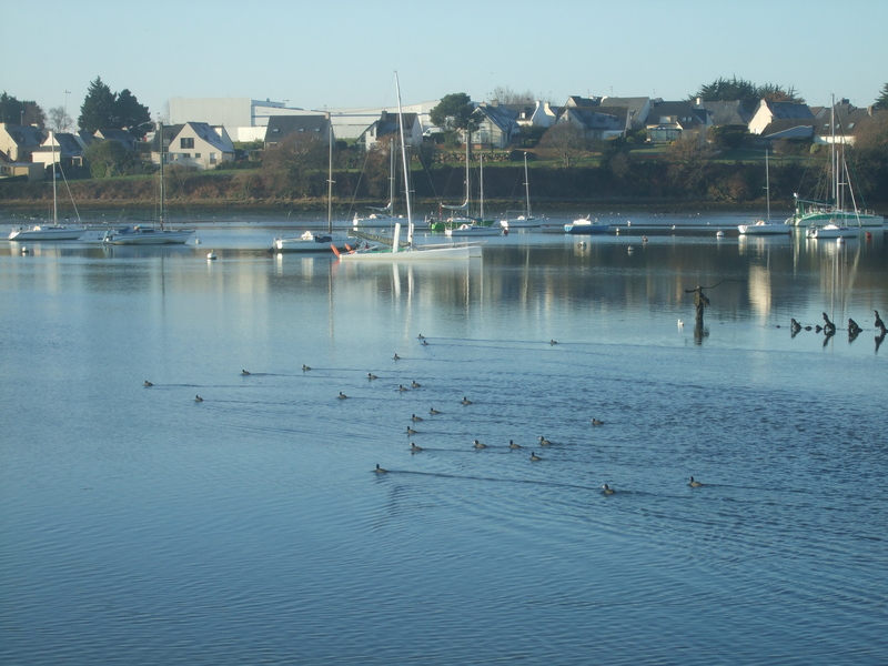 Oiseaux rade de Lorient