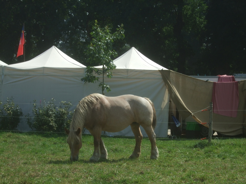 Cheval campement médiéval Malestroit 2011