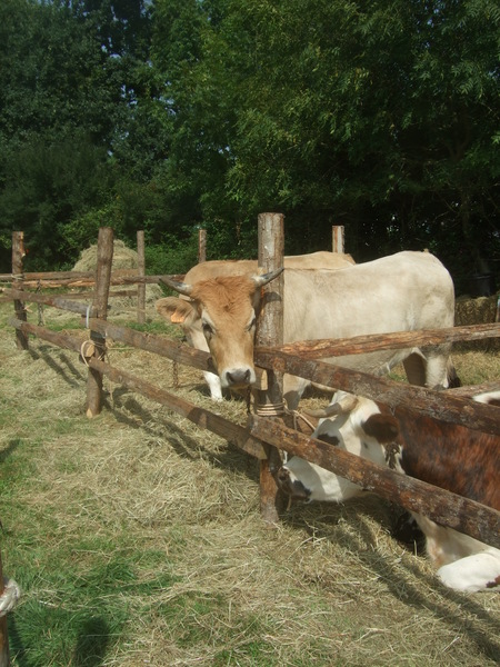 Bovins campement médiéval Malestroit 2011