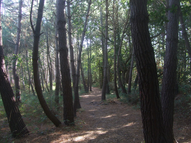 Forêt Carnac