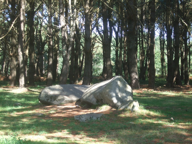 Petit menhir caché parmi les arbres à Carnac ?