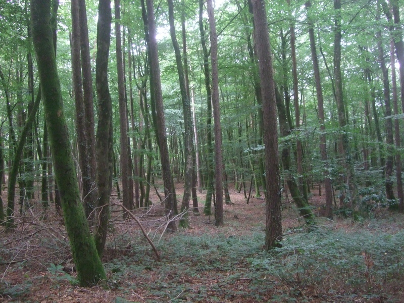 Forêt circuit Tro Bourk (Camors)