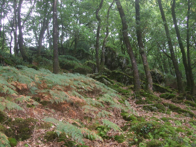 Forêt aux alentours du barrage de Guerlédan