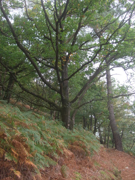 Arbre autour du lac de Guerlédan