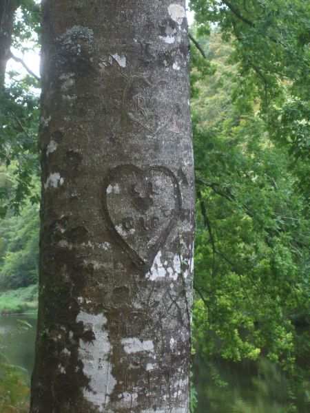 Cœur gravé sur un arbre autour de l’étang du Petit bois