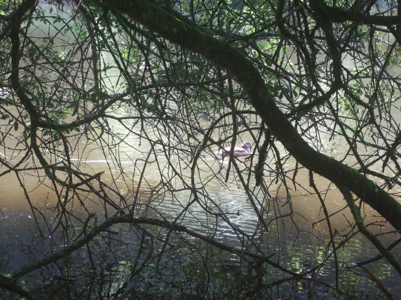 Branches donnant sur l’étang de Kergoff 2012