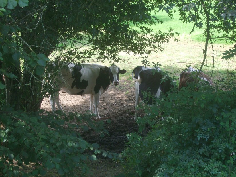 Vaches dans un champ le long du canal de Nantes à Brest entre Malestroit et le Roc-Saint-André