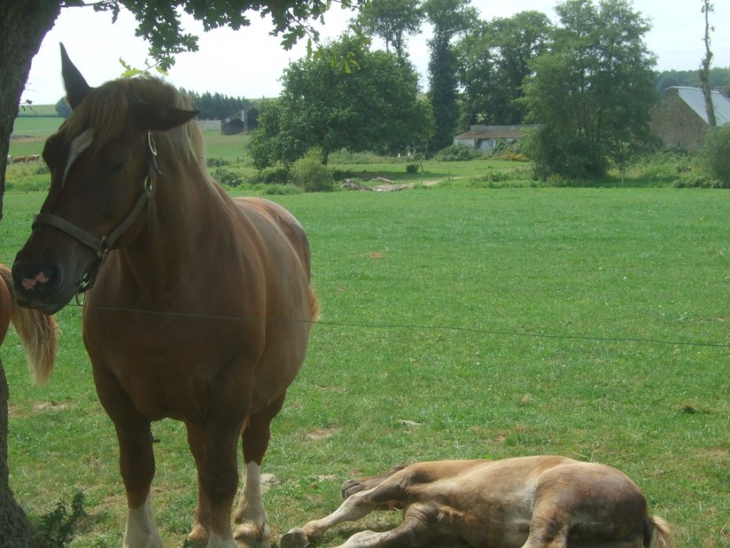 Chevaux dans un champ le long du canal de Nantes à Brest entre Malestroit et le Roc-Saint-André