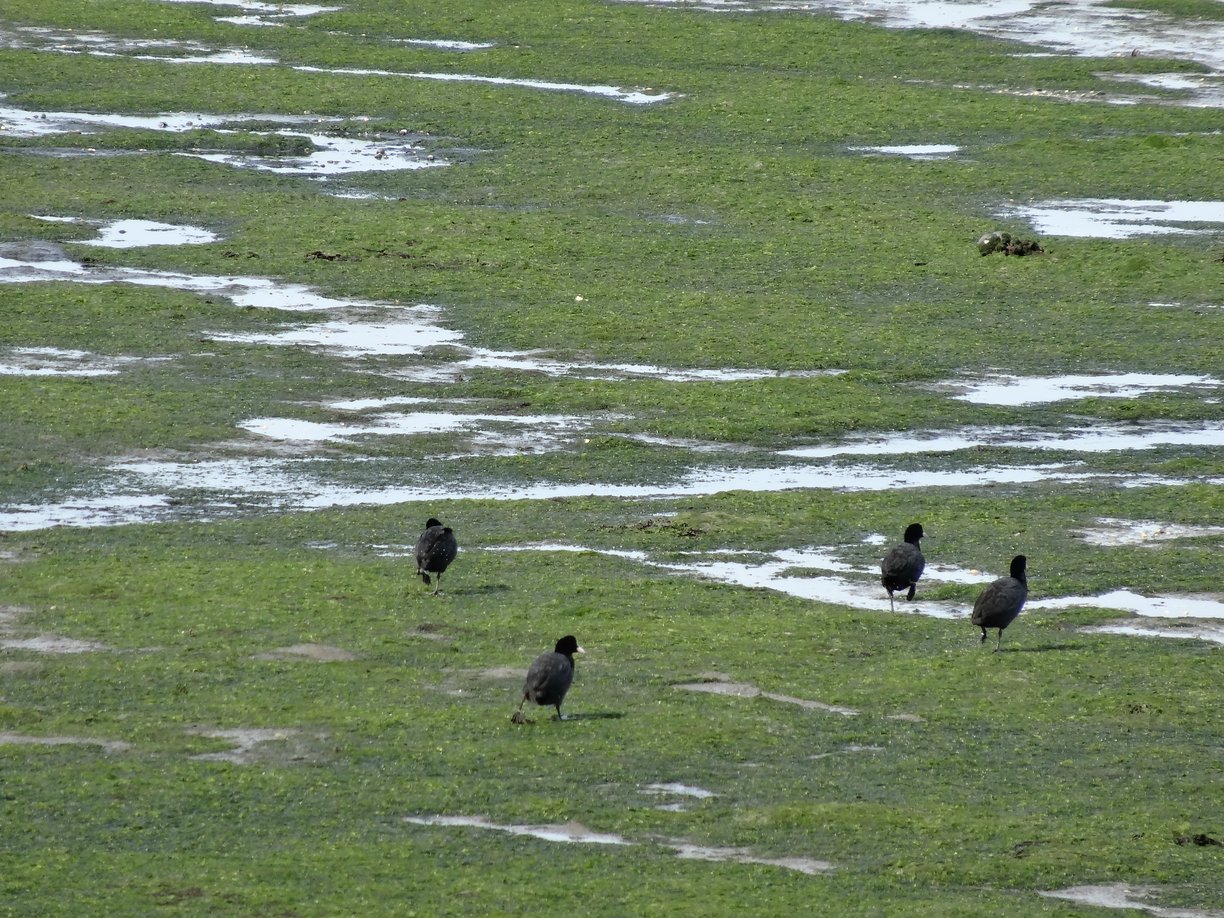 Canard vase Locmiquélic