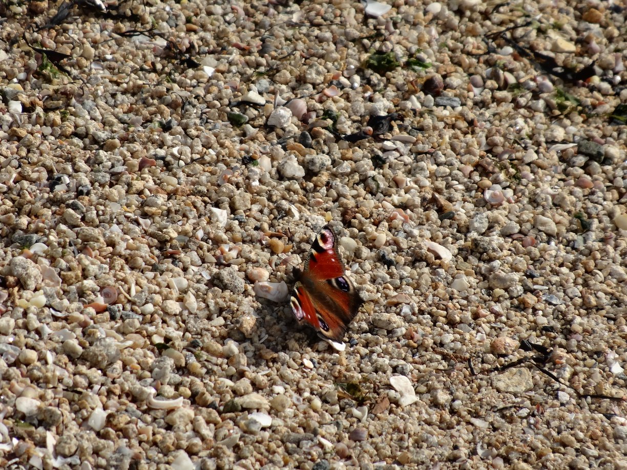 Papillon Locmiquélic