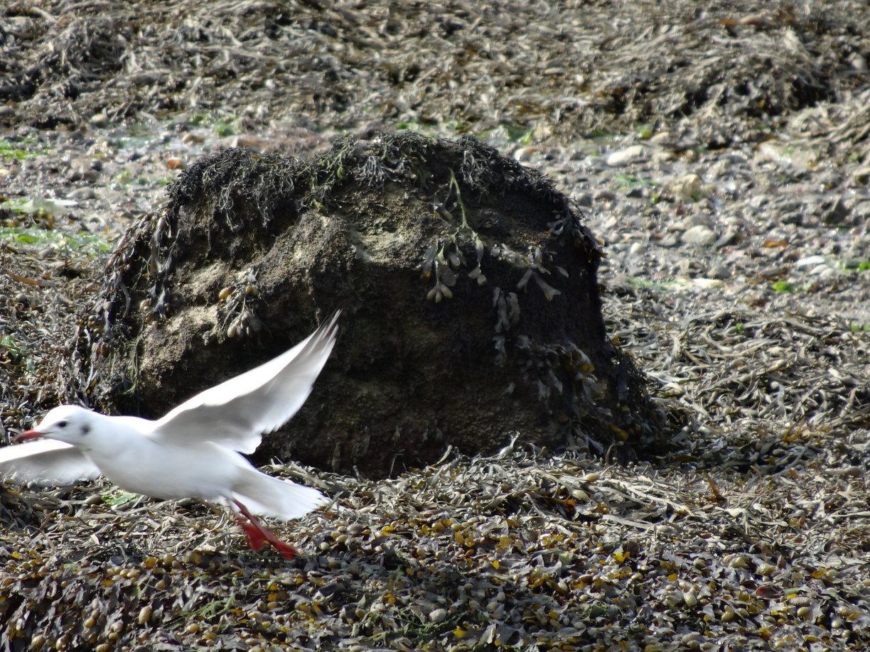 Mouette s’envolant Locmiquélic