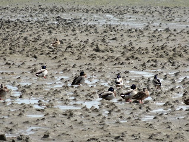 Larmor-Baden 2012 (oiseaux dans le vase)