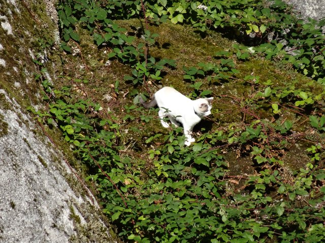 Huelgoat : seul un chat peut s’aventurer par là !