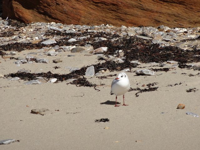 Mouettes peu farouches, plage de la Mine d'Or, Pénestin