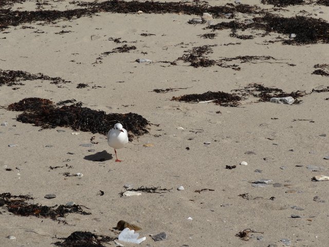 Mouette plage de la Mine d'Or, Pénestin